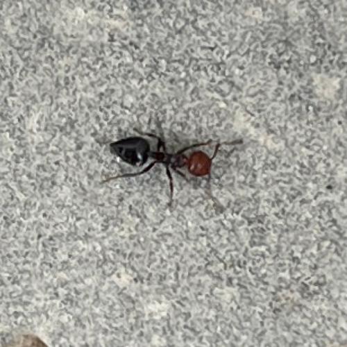 Réf. 342 048 : Crematogaster scutellaris