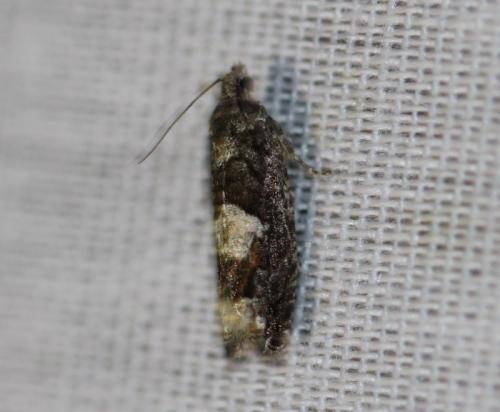 Epinotia immundana
