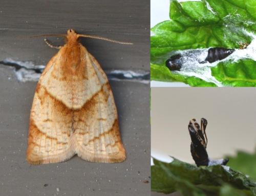 Clepsis rurinana