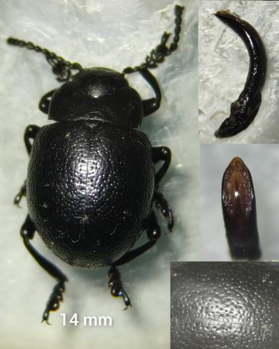 Réf. 342 117 : Timarcha goettingensis