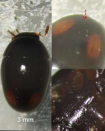 Olibrus sp.