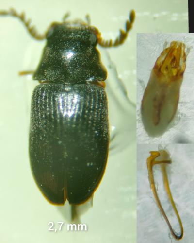 Xyletinus vaederoeensis