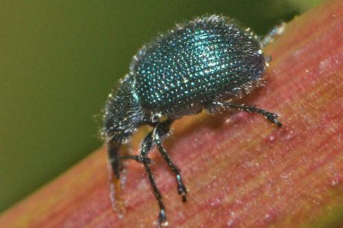 Neocoenorrhinus sp.