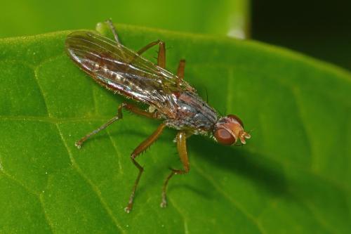 Norellia spinipes