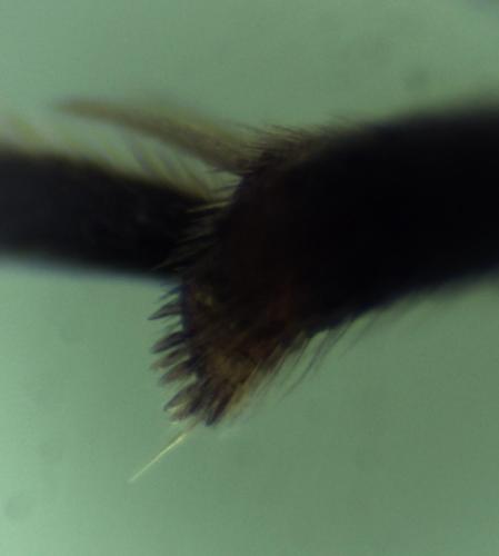 Nomada distinguenda