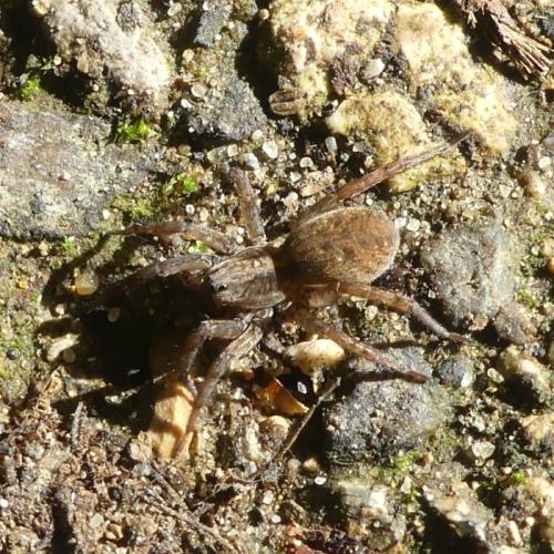 Trochosa sp.