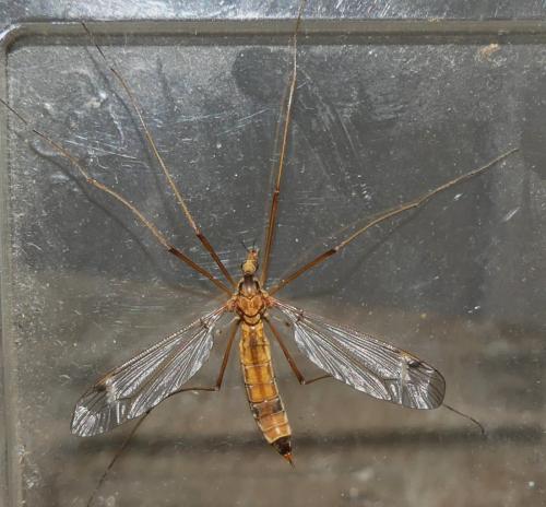 Réf. 342 087 : Tipula lunata