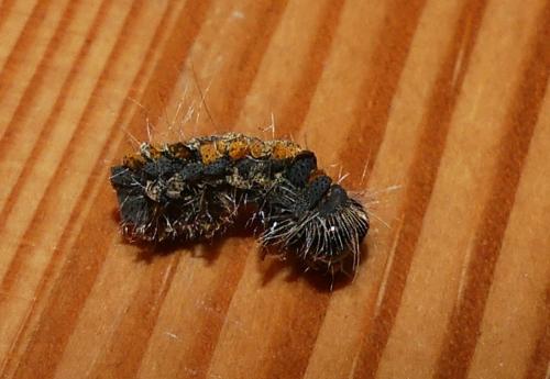 Lithosia quadra