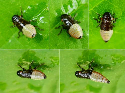 Aphrophora sp.
