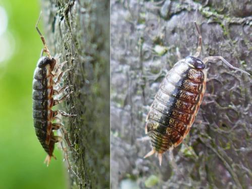 Philoscia muscorum