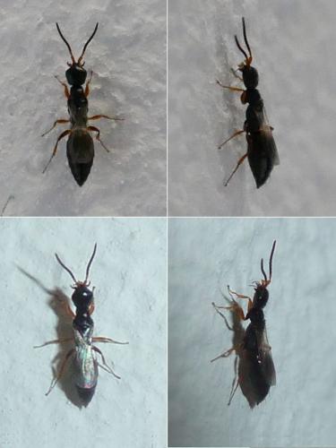 Laelius sp.