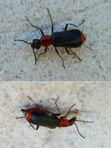 Attalus minimus