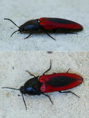 Ampedus sanguinolentus