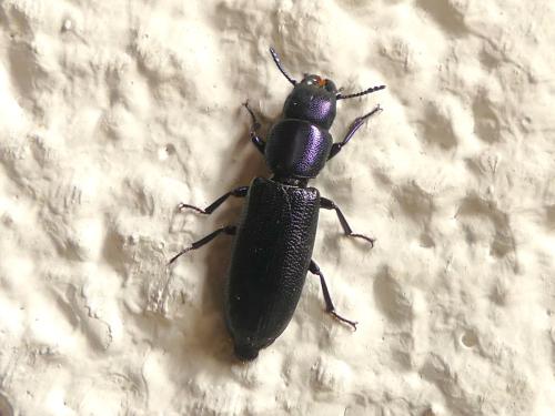 Temnoscheila caerulea