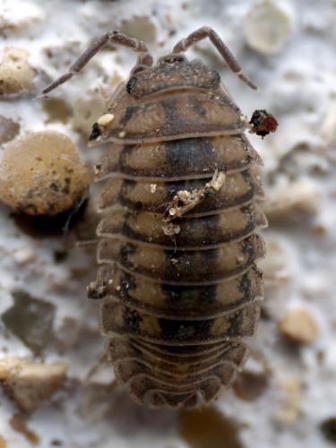 Réf. 342 070 : Armadillidium nasatum
