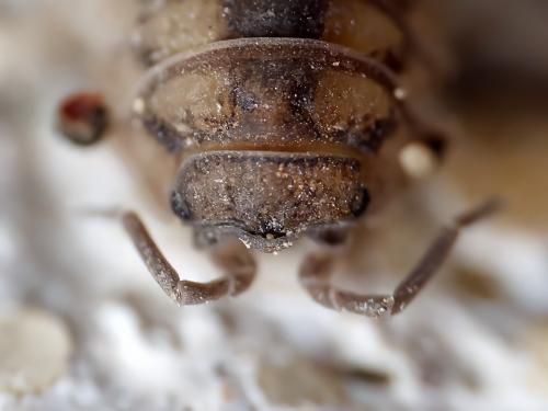 Réf. 342 073 : Armadillidium nasatum
