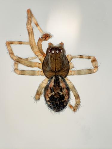 Lathys humilis