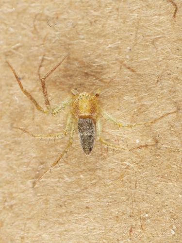 Philodromus albidus