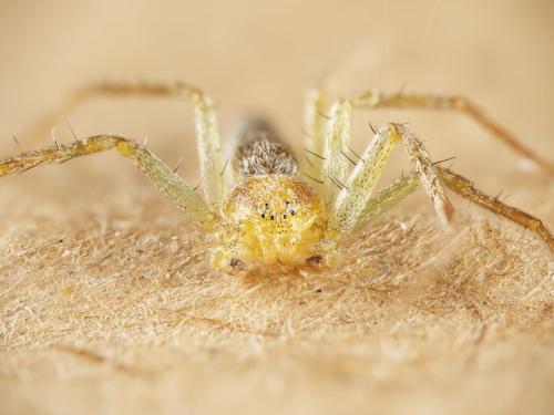 Philodromus albidus