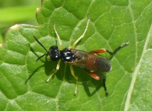 Réf. 342 384 : Macrophya rufipes