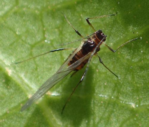 Réf. 342 440 : Hyperomyzus sp.