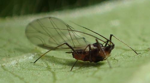 Hyperomyzus sp.