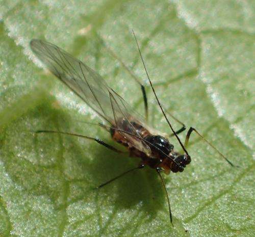 Réf. 342 442 : Hyperomyzus sp.
