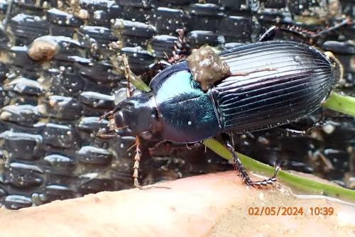 Réf. 342 130 : Harpalus dimidiatus