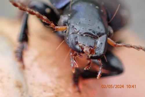Réf. 342 129 : Harpalus dimidiatus