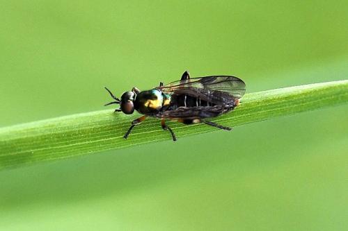 Réf. 342 142 : Actina chalybea
