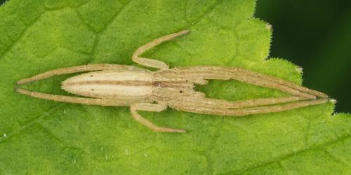 Réf. 342 654 : Tibellus sp.