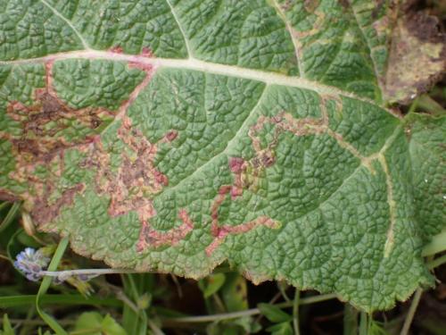 Phytomyza scotina