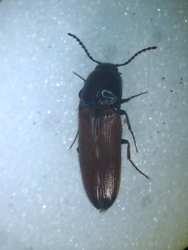 Réf. 342 177 : Ampedus sp.
