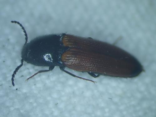 Réf. 342 178 : Ampedus sp.