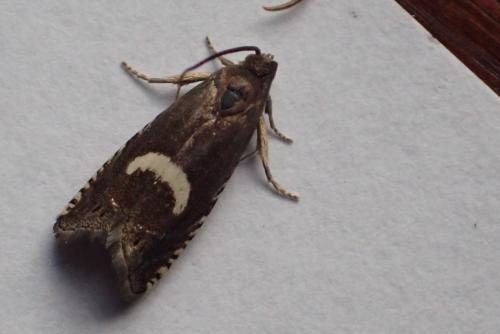 Réf. 342 861 : Grapholita lunulana