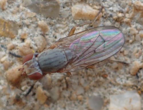 Pherbellia sp.