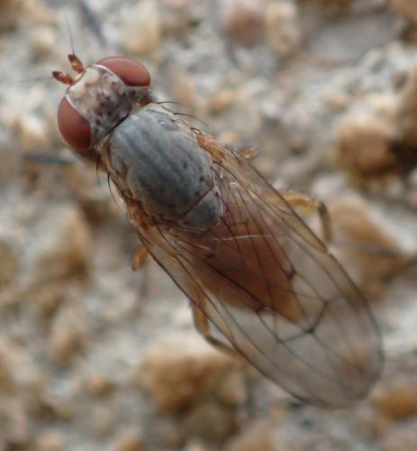 Pherbellia sp.
