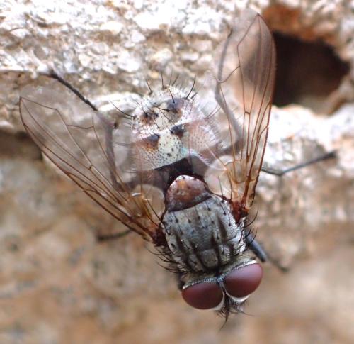 Stomina calvescens
