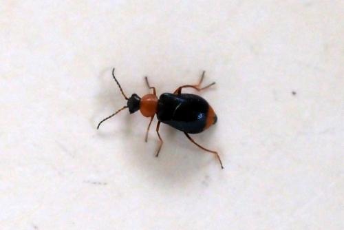 Réf. 342 771 : Ebaeus sp.