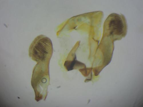 Réf. 342 862 : Grapholita lunulana