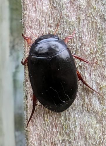 Agabinae