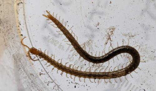 Geophilus carpophagus