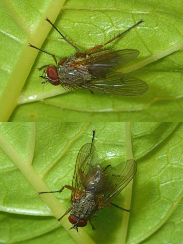 Helina impuncta