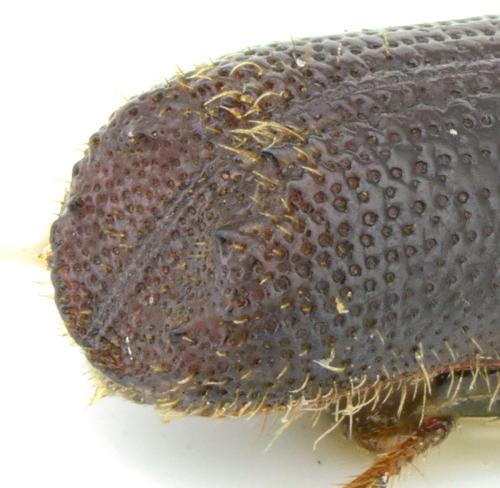 Orthotomicus proximus