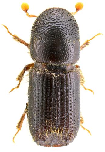 Orthotomicus proximus