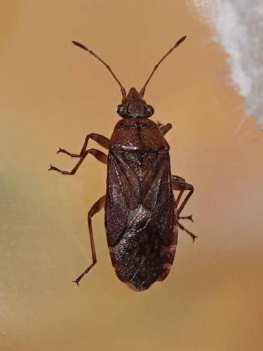 Réf. 342 418 : Orsillus depressus