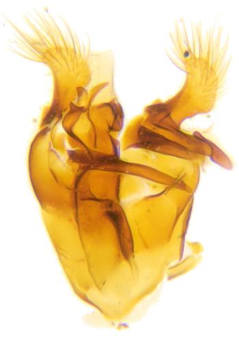 Gastrallus knizeki