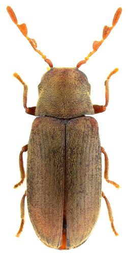 Gastrallus knizeki