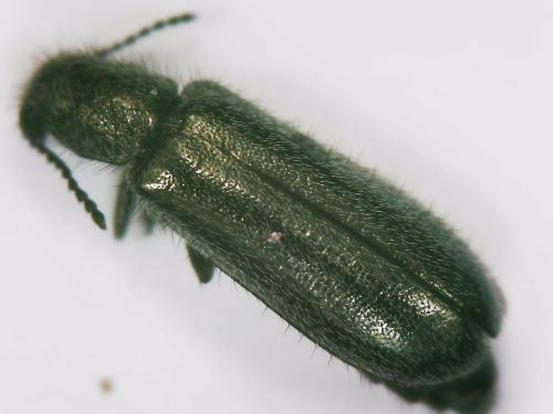 Réf. 342 120 : Dasytinae inconnu
