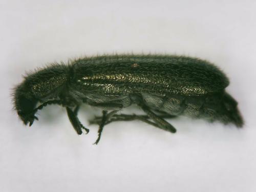 Réf. 342 121 : Dasytinae inconnu